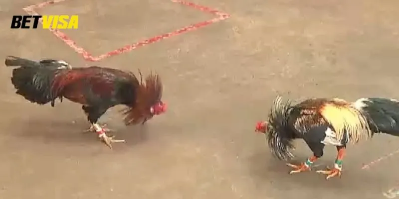 Lịch sử phát triển của hình thức đá gà