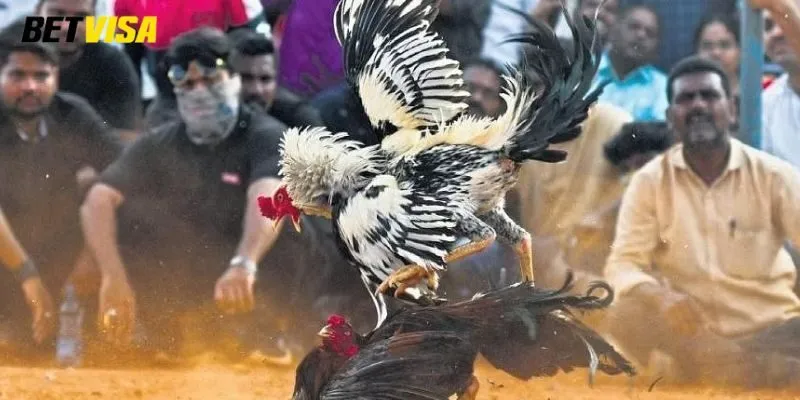 Những hình thức đá gà phổ biến