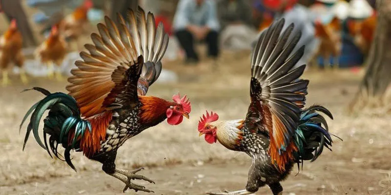 Hướng dẫn tham gia cá cược đá gà Asil