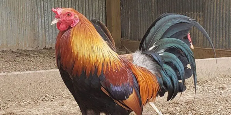 Phương thức chiến đấu của gà Asil