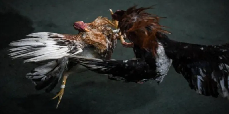 Cách chọn kèo chọi gà cựa dao chính xác nhất