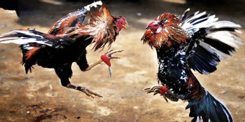 Đá gà dao là gì?