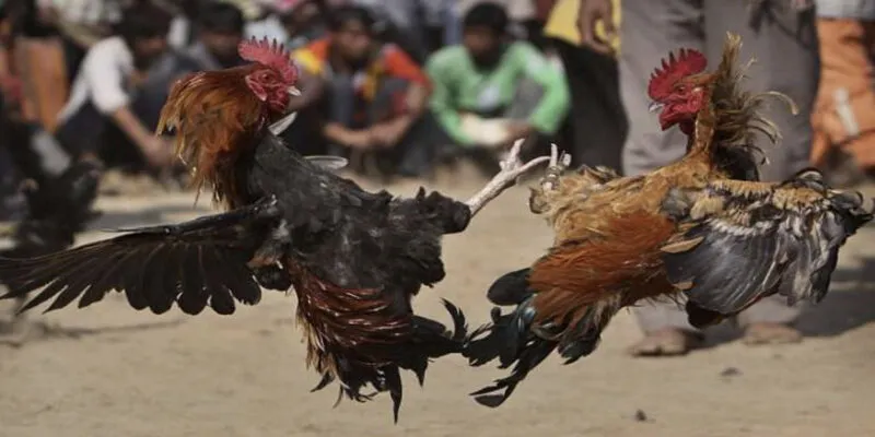 Đá Gà Online Trực Tiếp