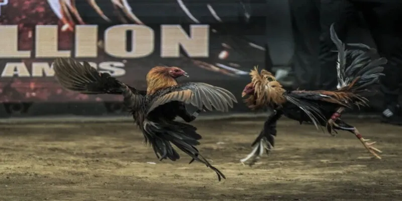 Đá gà trực tuyến giúp tiết kiệm rất nhiều công sức và thời gian