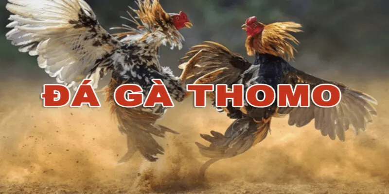 Đá Gà Trực Tuyến Thomo