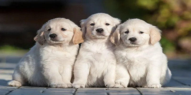 Đánh đề con chó số mấy thì chuẩn?