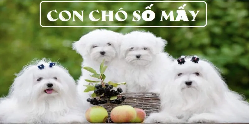 Đánh Đề Con Chó