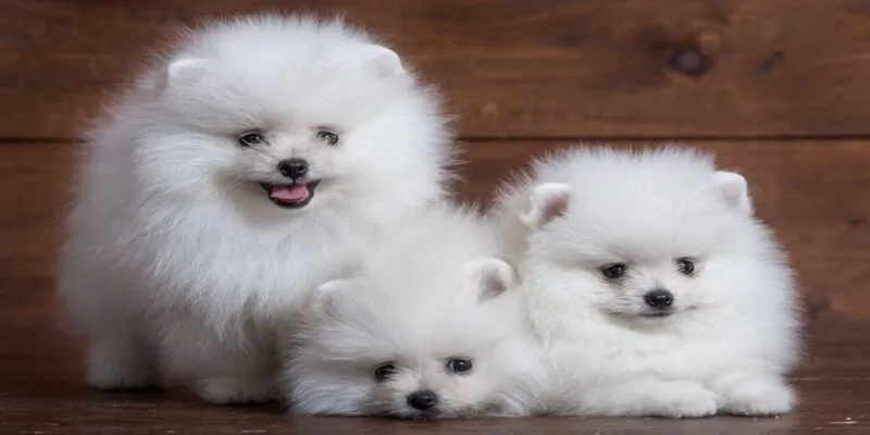 Giấc mơ mang lại điềm báo xấu