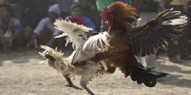 Hình thức đá gà online và những ưu điểm  