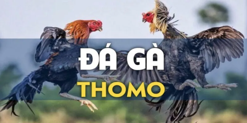 Hướng dẫn đặt cược đá gà trực tuyến Thomo tại Betvisa