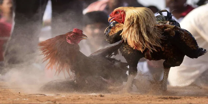 Khám phá hình thức đá gà online trực tiếp