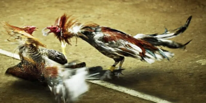 Lịch sử hình thành bộ môn cá cược đá gà trực tuyến Thomo