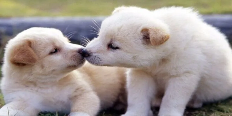 Mơ về chó là điềm gì?