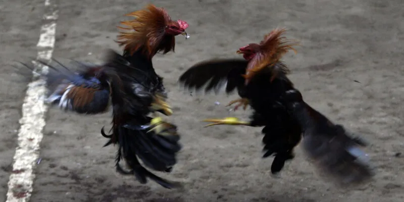 Thời gian đặt cược khi chơi đá gà trực tuyến