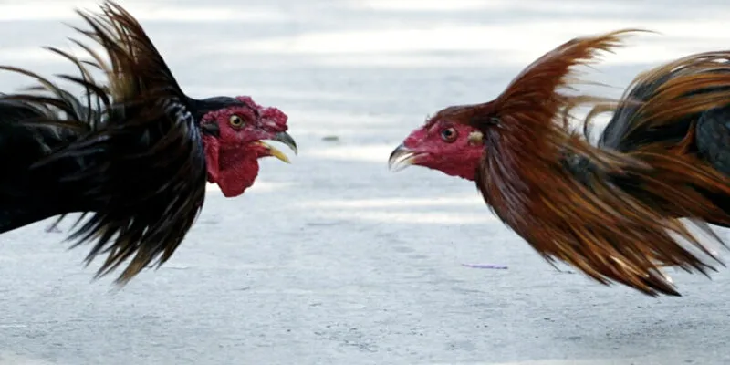 Tìm hiểu bảng thành tích của chiến kê trước khi đặt cược